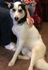 Timeline Photos For The Love Of Louie Michigan Lost Pet Lookers Losing A Dog Female Siberian Husky Losing A Pet