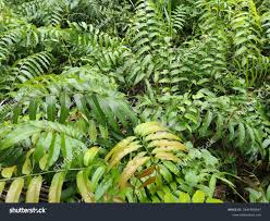 Image result for Stenochlaena