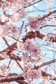  10 Beautiful Places To See Cherry Blossoms In Europe That Will Surprise You Itsallbee Solo Travel Adventure Tips Cherry Blossom Wallpaper Flower Aesthetic Cherry Blossom