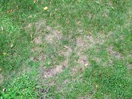 To give you some help with controlling the activity of pests in and around your lawn, i think it's wise for you to learn a little more about pests. How To Identify And Get Rid Of Common Lawn Pests Diy