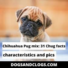 This mixed breed is a cross between a chihuahua and another breed of canine. Chihuahua Pug Mix 31 Chug Facts Characteristics Pics