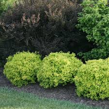 Image result for Berberis