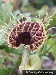 Image result for Aristolochia hockii