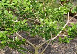 Image result for Celastraceae