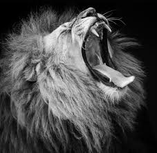 Black And White Lion Picture Lion Roaring Black And White Pictures To Pin On Pinterest Black And White Lion Lion Pictures Lion Art