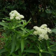 Check spelling or type a new query. Caterpillars Dying On Home Depot Milkweed Help Knowledgebase Question Garden Org