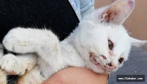 Tecavuze Ugrayan Kedi 6 Gun Sonra Oldu Fib Haber Nevsehir Haberleri