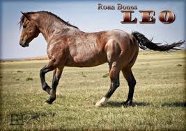 roan bones leo ma quarter horses for sale working ranch horses texas ma quarter horses horses quarter horse american quarter horse