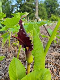 Image result for Sauromatum