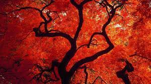 Red Tree Red Tree Tree Desktop Wallpaper Abstract Art Diy