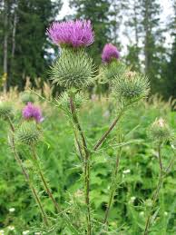 The national flower of scotland is thistle.it belongs to the family of asteraceae, tribe of cardueae (synonym: Schottische Distel Distel Schottische Scottish Thistle Scotland National Flower Thistle