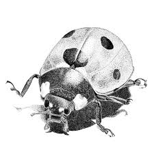 Black And White Ladybug Drawing Ladybug Pencil Drawing Popular Items For Ladybug Drawing On Etsy Pencil Drawings Owls Drawing Drawings
