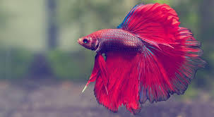There are so many variations that betta fish. Beautiful Betta Fish For Android Apk Download