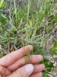 Image result for Schizachyrium sanguineum