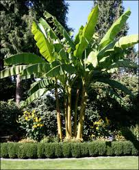 It has been made from polypropylene — a highly durable material that is easy to care for. Bananas Gardening Solutions University Of Florida Institute Of Food And Agricultural Sciences