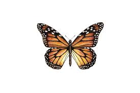Image result for Monarch Butterfly