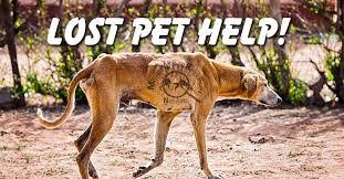 We would like to show you a description here but the site won't allow us. Lost Pet Help Missing Animal Response Network