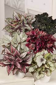 Begonia Image Rex Image Begonia Rex Image Begonia Rex Begonia Decoration Plantes Interieur Plantes De Decor De Maison