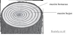 Mengapa Lingkaran Tahun Pada Batang Tumbuhan Dikotil Dapat Digunakan Untuk Menentukan Umur Pohon Brainly Co Id