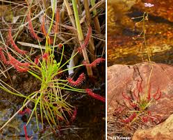 Image result for Droogmansia