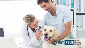 sakarya serdivan veteriner klinigi vetplus kedi ve kopeklerde deri hastaliklari