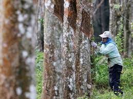 Taps, thick, trees, crops, latex, rubber, tapping, monocrop, caoutchouc. 200 Pekebun Kecil Penoreh Getah Di Papar Terima Bmt Mynewshub