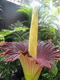 Pin On Dig In The Dirt