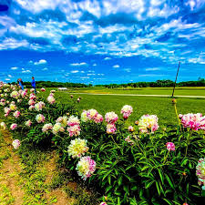 Heartland peony society commercial sources of peonies the heartland peony society is not responsible for the quality of goods or services offered by any listed supplier. Free Things To Do In Minnesota Visit A Sunflower Farm