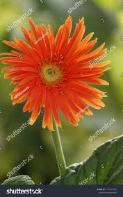 Image result for Gerbera viridifolia
