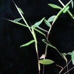 Image result for Arthraxon lancifolius