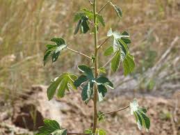 Image result for Hibiscus nigricaulis