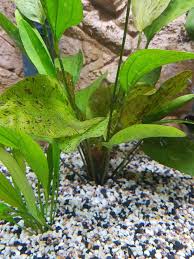 The plant usually denominated echinodorus schlueteri in germany is not identical with the plant that was scientifically described in 1981 by karel rataj as e. Echinodorus Schwertplfanzen Im Aquarium Alle Infos Und Details