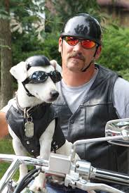 He Goes With Me Everywhere Zeus A Jack Russell Terrier Rides On Plainwell Man S Motorcycle Biker Dog Jack Russell Jack Russell Terrier