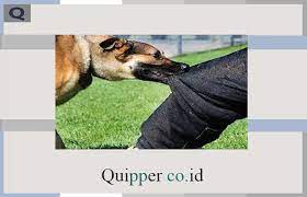 Check spelling or type a new query. Arti Mimpi Digigit Anjing Menurut Islam Dan Primbon Jawa
