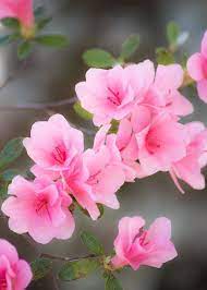 Pink Azalea Greeting Card For Sale By Parker Cunningham In 2021 Beautiful Pink Flowers Pink Azaleas Beautiful Flowers