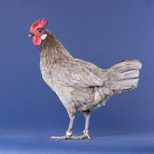 They are a rugged and ancient breed of chicken. Day Old Chicks Blue Black Splash Andalusian