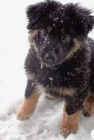 Both are very strong and powerful in their own right. Newfoundland German Shepherd Mix Breed Information