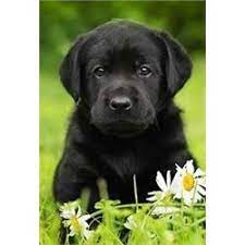 Sort by black labrador kc registered puppies for sale. Michigan Black Lab Puppy