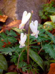 Easy to maintain, these fragrant flowers attract butterflies and hummingbirds. Dicentra Canadensis Squirrel Corn North Carolina Extension Gardener Plant Toolbox