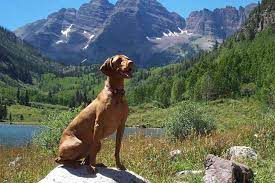 Find vizsla puppies that are ready to take home immediately or will be available shortly from some of the top breeders in the country. Vizsla Puppies For Sale From Reputable Dog Breeders