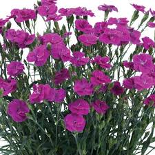 Image result for Dianthus