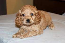 If you are looking to adopt or buy a cockapoo take a look here! Adorable Cockapoo Puppies For Sale In Nj Ny De Pa Va Ma Eden Orchards American Cockapoos