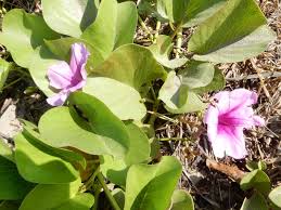 Image result for Kotschya aeschynomenoides