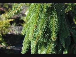 The length of the stake should be driven about 2 feet into the soil and extend to the height of or 6 inches beyond the top of the tree's main trunk. About Weeping Norway Spruce Trees Youtube