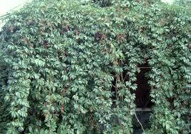 Image result for Parthenocissus quinquefolia