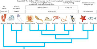 pin by robert wood on chapter 1 introduction to parasitology