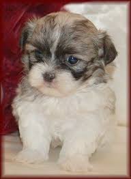 Black And White Maltese Shih Tzu Mix Pin On Mal Shi