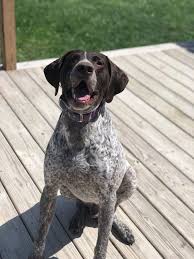 German shorthaired pointer · hillsboro, oh. Siberian Husky German Shorthaired Pointer Mix Puppies For Sale In Gibsonburg Ohio
