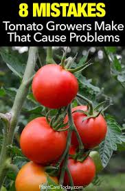 After your tomato plants reach about 3 feet tall, remove the oldest leaves from the bottom foot of the stem. Tomato Plant Care Fertilizer Cromalinsupport