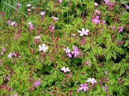 Filter by type search advanced search. Herb Robert A Heron S Garden